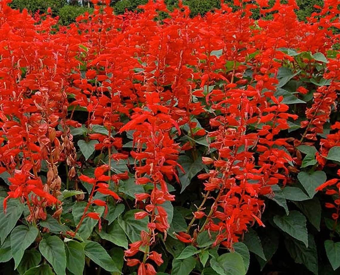 See full amazon price history chart for Red Salvia - Bonfire Seeds (Salvia splendens) Flower Plant Seeds (50 Seeds Per Packet) Red Salvia - Bonfire Seeds (Salvia splendens) Flower Plant Seeds (50 Seeds Per Packet) (B0BXJRH436) Amazon Price History, Amazon Price Tracker