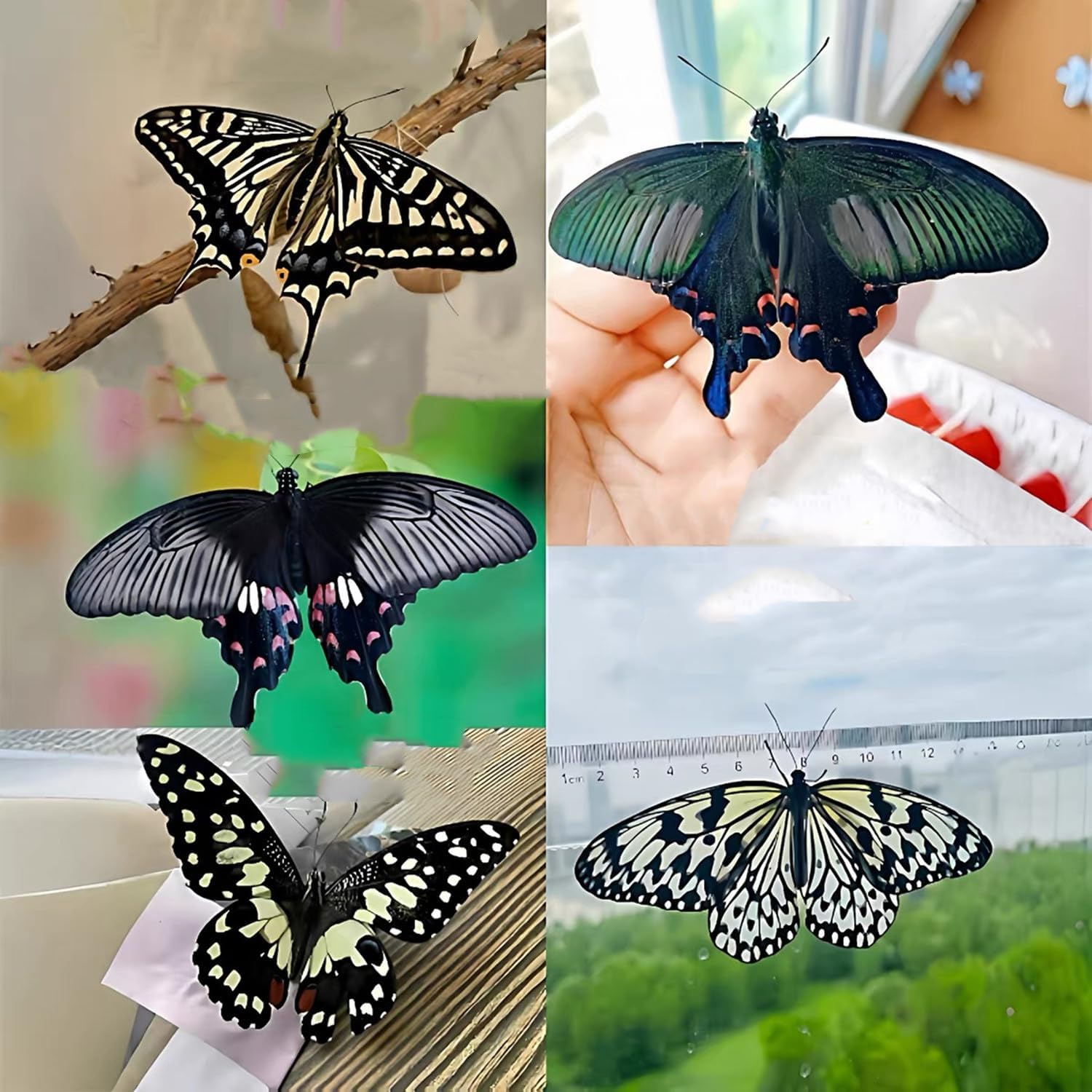 4 -Butterfly Chrysalis - Butterfly Chrysalis Hatching Kit