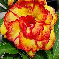 Vista 6 de 4 semillas de rosa del desierto de primera calidad, doble flor amarilla roja, adenium obesum, azalea simulada, estrella sabi, planta suculenta