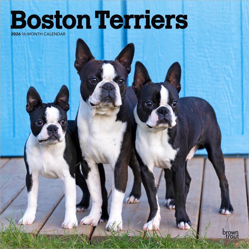 Boston Terriers 2026 - 16-Monatskalender: Original BrownTrout-Kalender [Mehrsprachig] [Kalender]