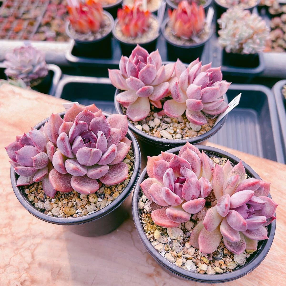 GWセール　多肉植物　チョコゴーサ　韓国苗 Amazon.co.jp: D！（1苗の）多肉植物 ダークチョコレート 韓国苗 美苗