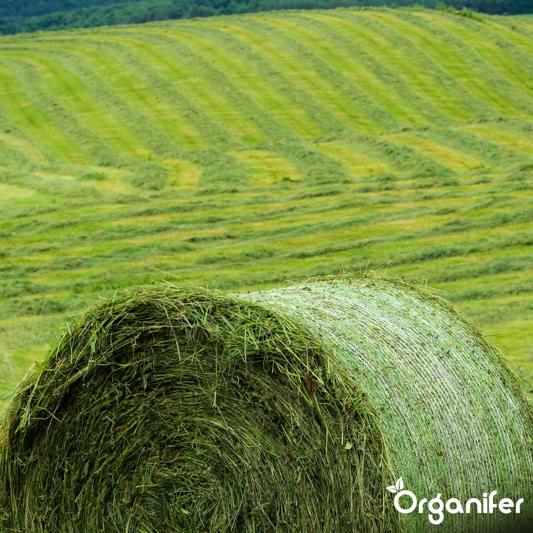 Semillas De Pasto Para Heno - 5kg = 833m² | Mezcla Premium De Heno Y Ensilaje - Nutrientes Para Un Crecimiento Rápido Y Sostenido - Organifer