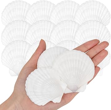 25PCS Natural Scallop Shells White Sea Shells from Sea Beach, Real Seashells for DIY Craft Painting Ocean Themed Party Wedding Home Decor 2-3