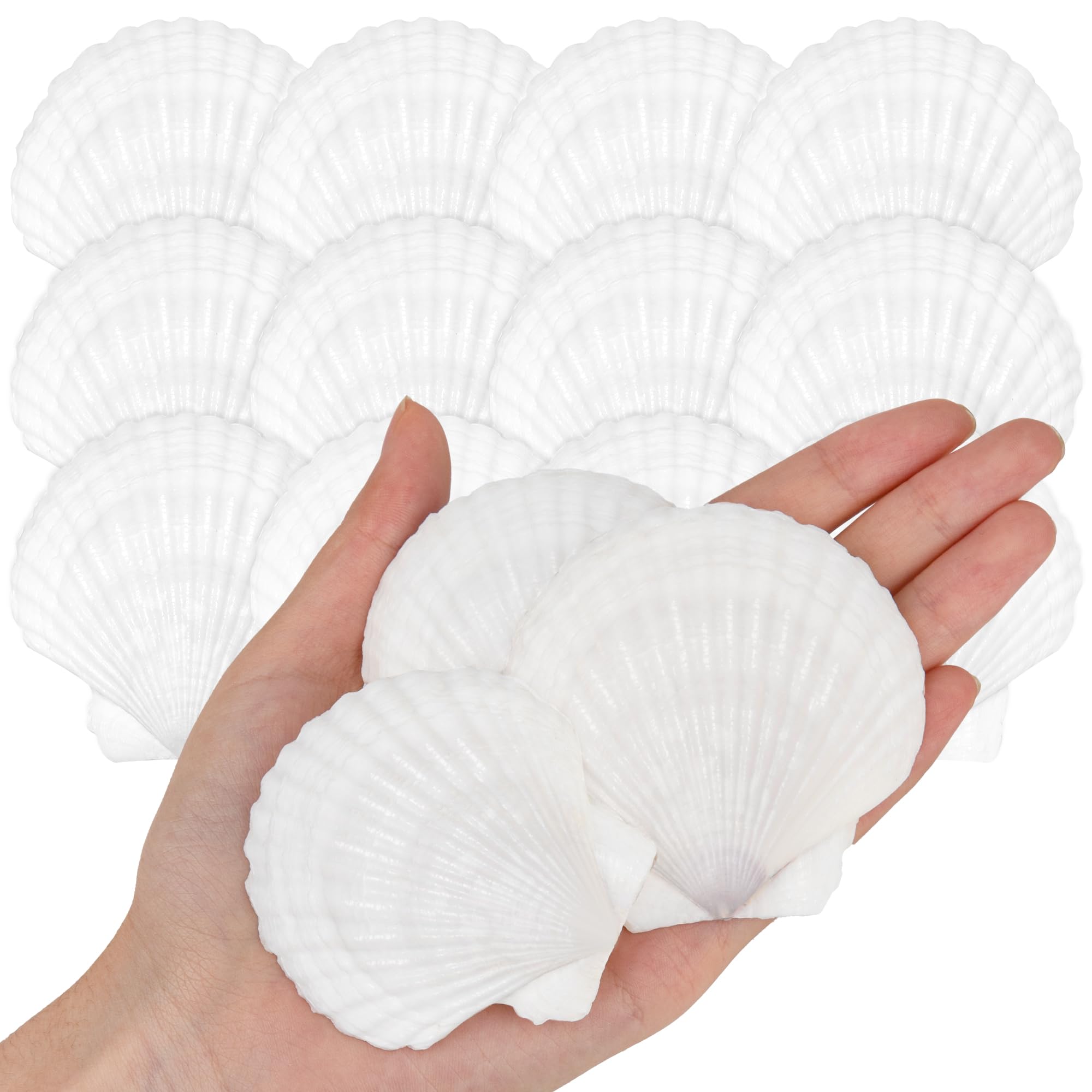 25PCS Natural Scallop Shells White Sea Shells from