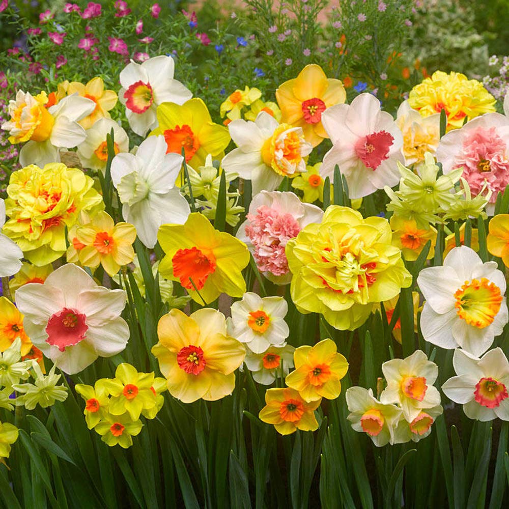 Daffodil Narcissus Bulbs Colors Root Flowering Rhizome Excellent Display Indoor Perennial Balcony Can Be Potted Aromatic Fragrant Delicate Fragrance (5PCS,A)