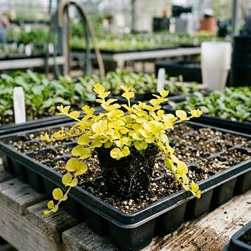 YOKEBOM Creeping Jenny Plant