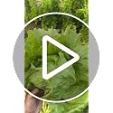 Image of Lettuce Iceberg Vegetable Seeds, Vegetable Seeds for Home Gardening, Vegetable Planting Seeds for Kitchen, Lettuce Iceberg Seeds (Green, Pack of 2g)