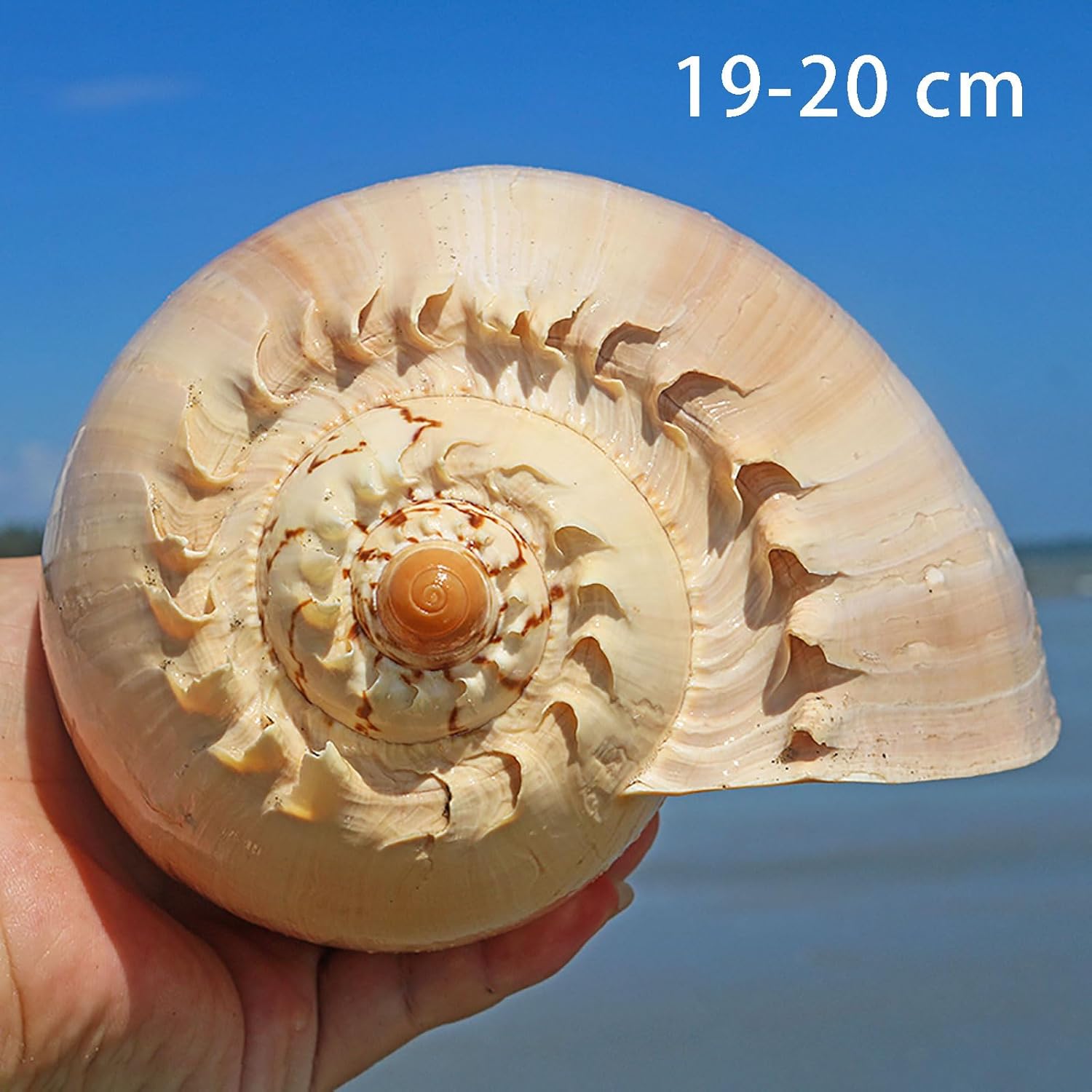 1pc Natural Beach Shells for Home Decor, Fish Tank Accents, Wedding & Party Decorations - Coastal Decor(19-20cm)