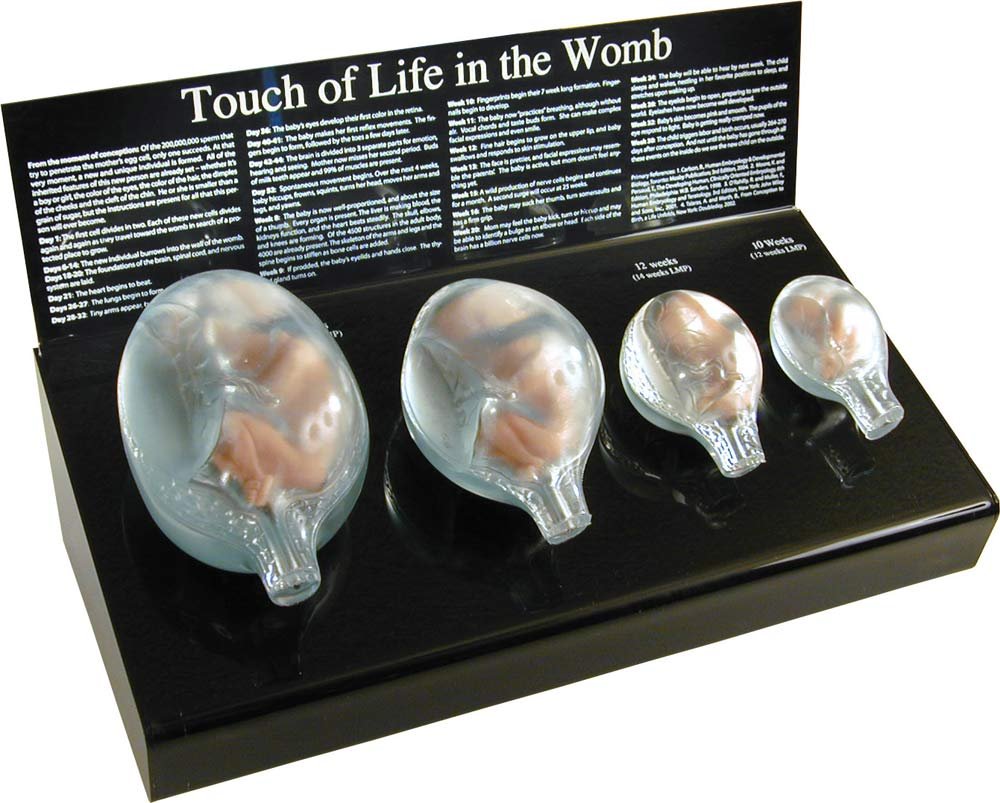 Fetal Model, Touch of Life, in The Womb, White