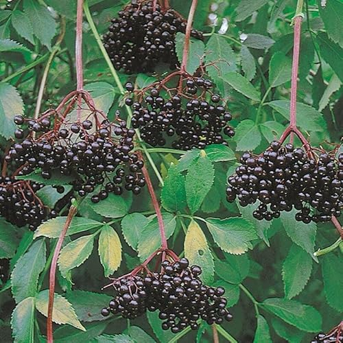 5 Black Elderberry Trees - 6-12" Tall Live Plants - Antioxidant-Rich Berry Fruit Shrubs - Sambucus Canadensis - (5 Pack)