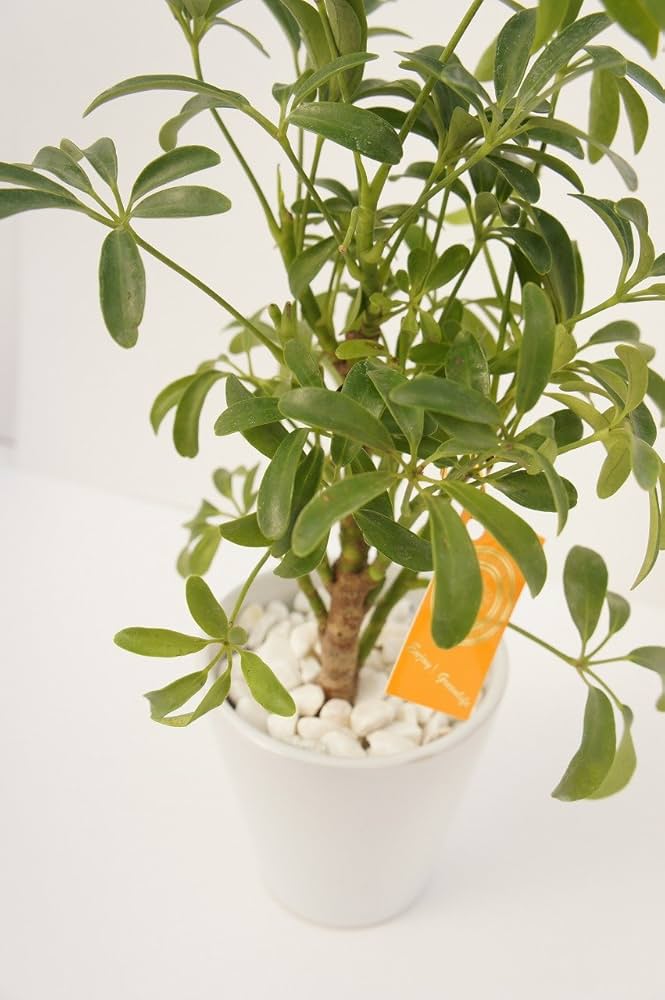 その他観葉植物 honokoo 楽天市場】観葉植物 本物 選べる 6号鉢 鉢カバー付き モンステラ