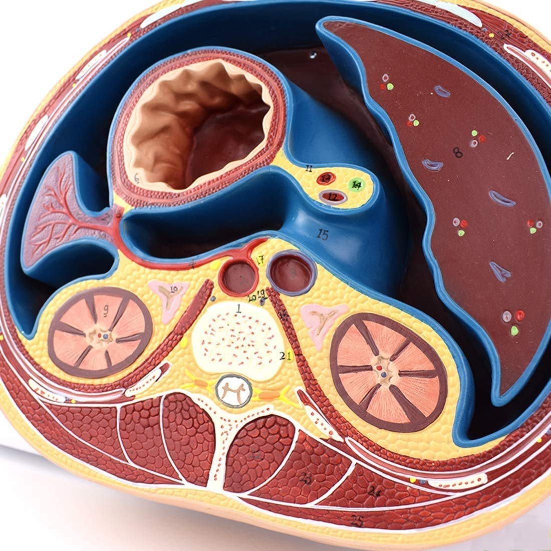 Modello di Addome Umano - Campione Anatomico della Struttura della Capsula A Membrana Piatta - per La Formazione Medica, Kit Scientifici, Materiale di Laboratorio