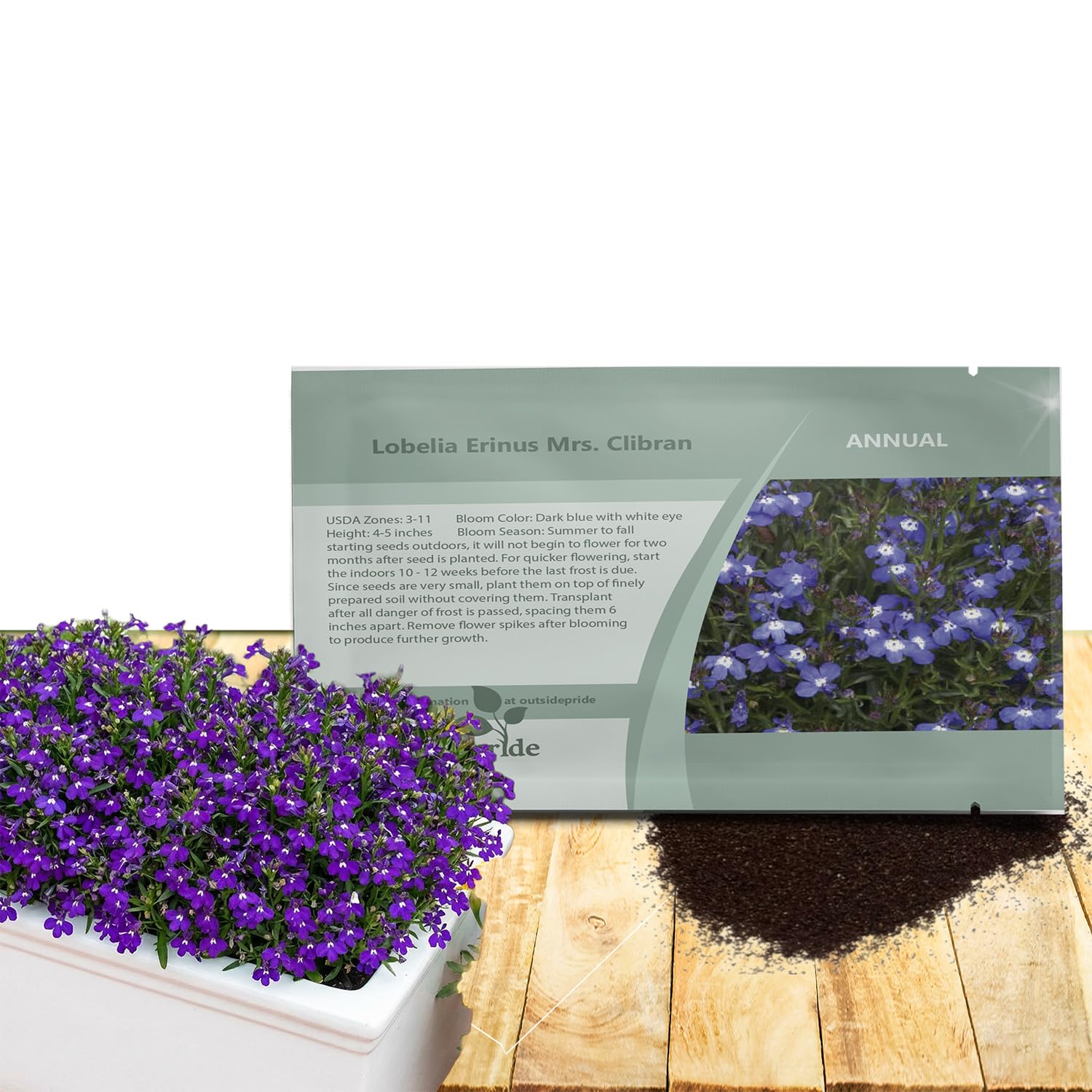 Amazon.com : Outsidepride Mrs Clibran Lobelia Seeds - 5000 Pcs