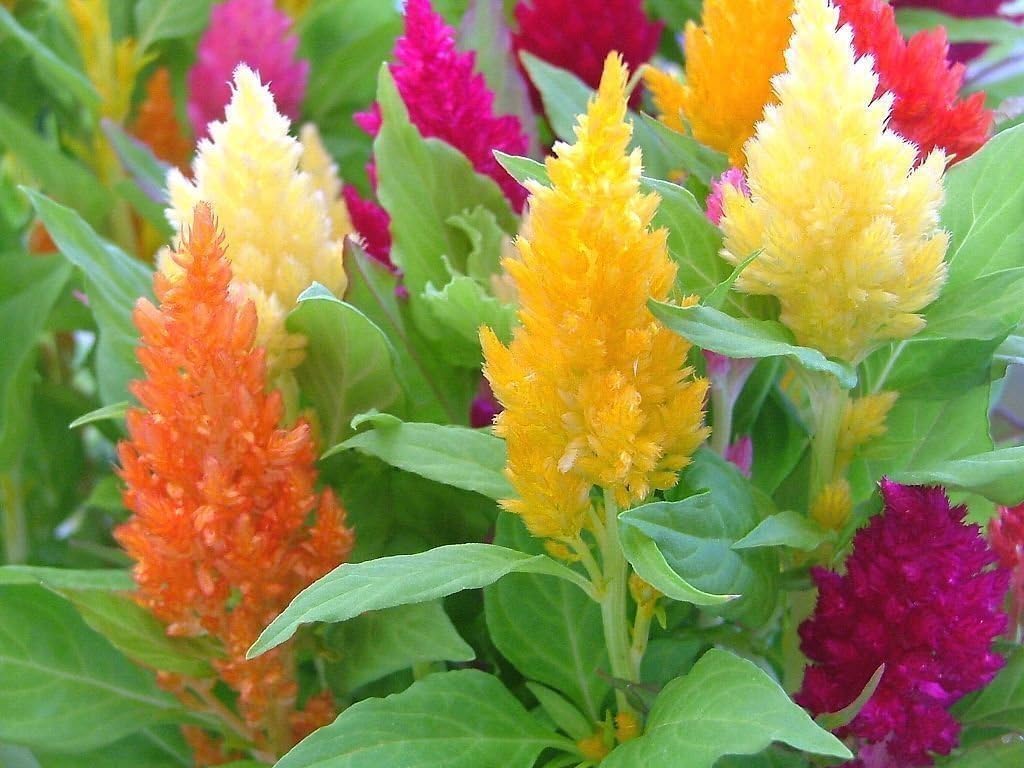 Celosia Mix, Large flowers (300 Seeds) also called Cockscomb, Easy-to-Grow