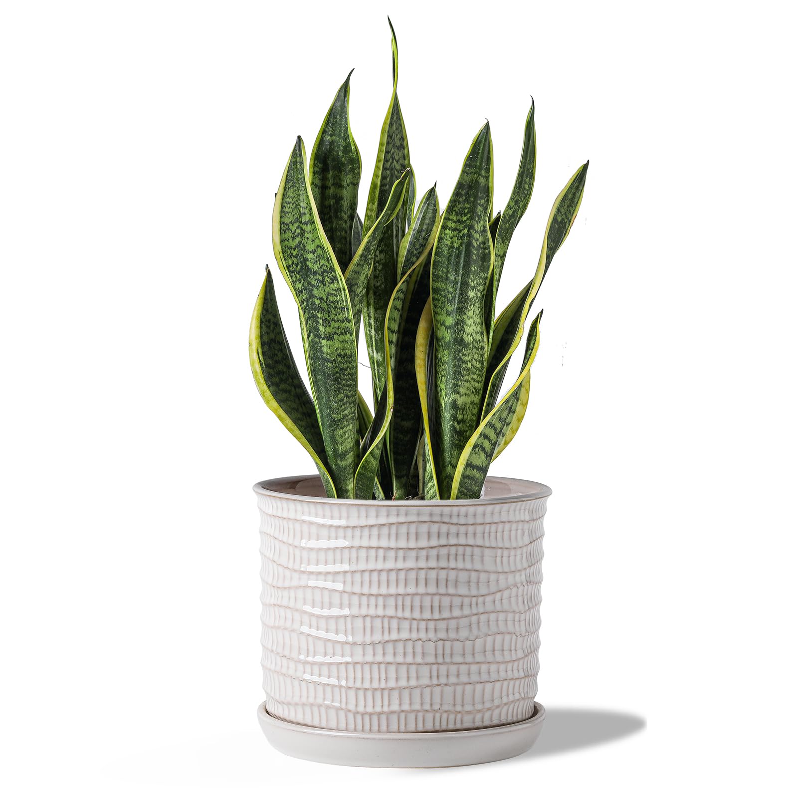 Chubacoo 8 Inch Plant Pot: Ceramic Planter with Drainage Hole & Saucer - Cream White Flowerpot for Indoor & Outdoor Plants - with Separate Tray for Home & Office - Wave Embossed Design