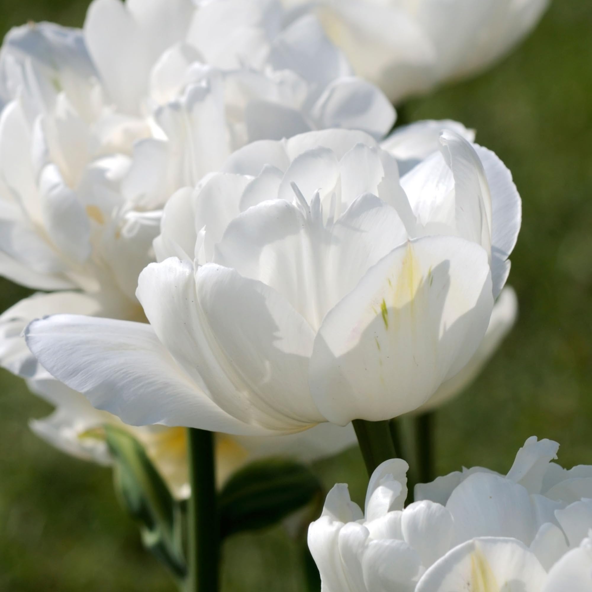 Tulip Mount Tacoma - Tulip Bulbs for Planting Now UK Outdoor - Garden Bulbs for Vibrant Spring Flowers - Low Maintenance, Fully Double, Creamy-White Frilly Blooms for Beds, Borders, Pots (Pack of 10)
