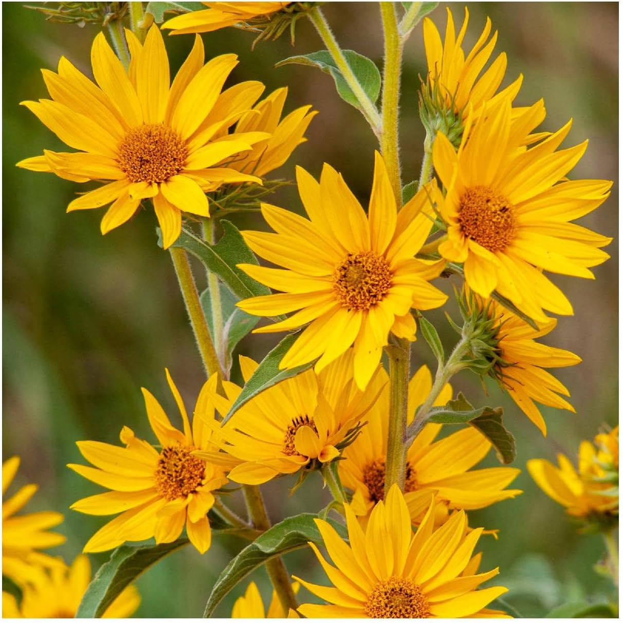 Everwilde Farms - 1 Lb Maximilian's Sunflower Native Wildflower Seeds - Gold Vault