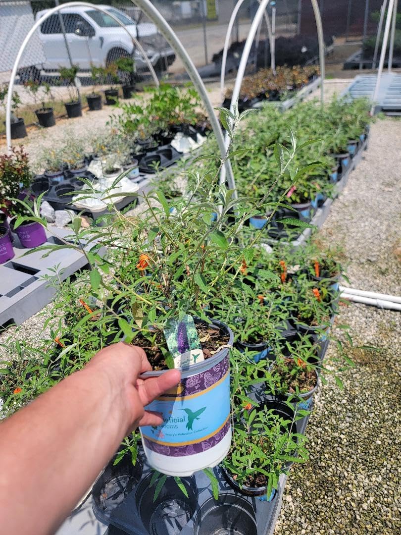 Black Knight Butterfly Bush (Buddleia) - Live Plant - (2.5 QT)
