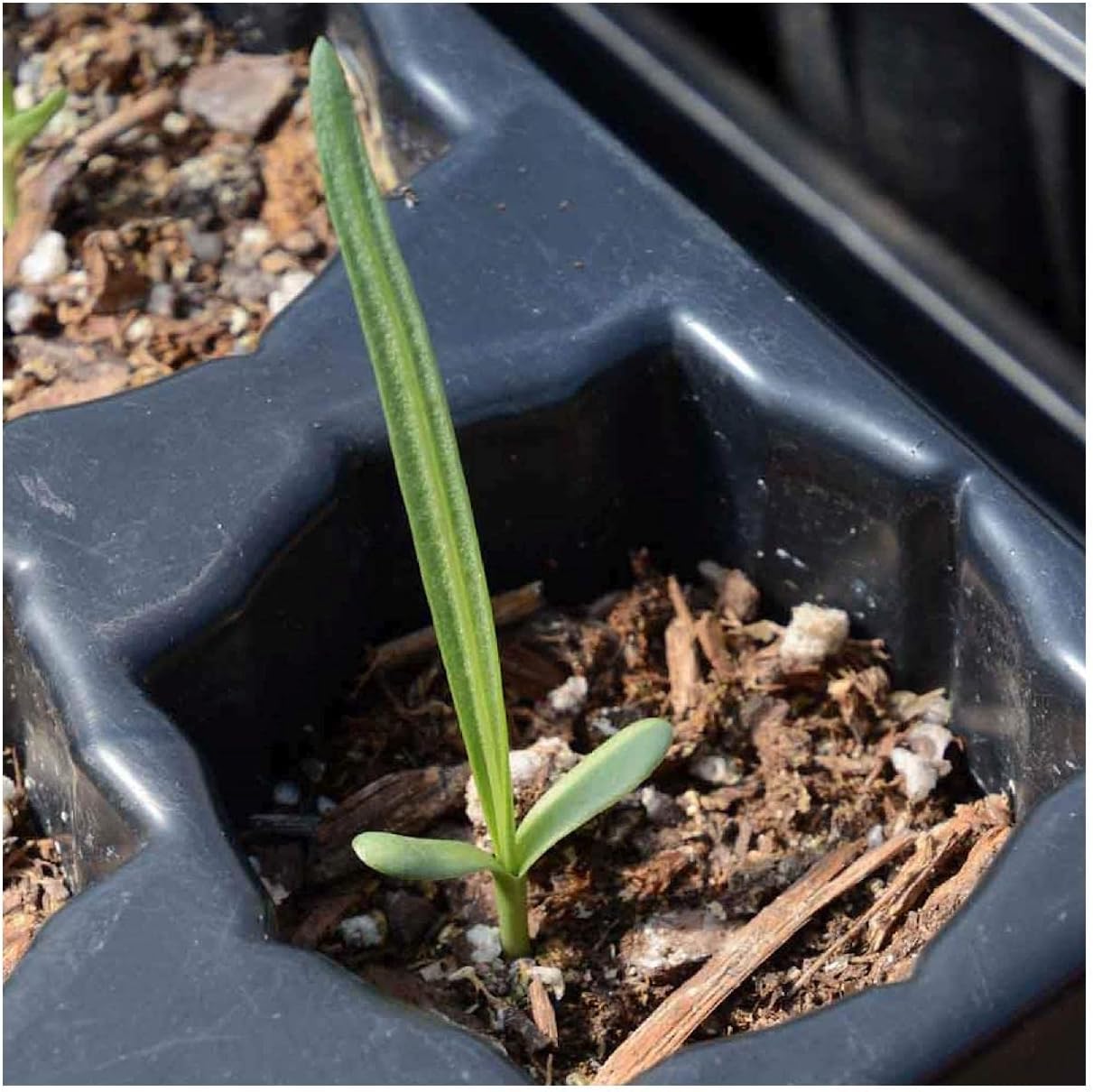 Everwilde Farms - 1/4 Lb Dotted Blazing Star Native Wildflower Seeds - Gold Vault