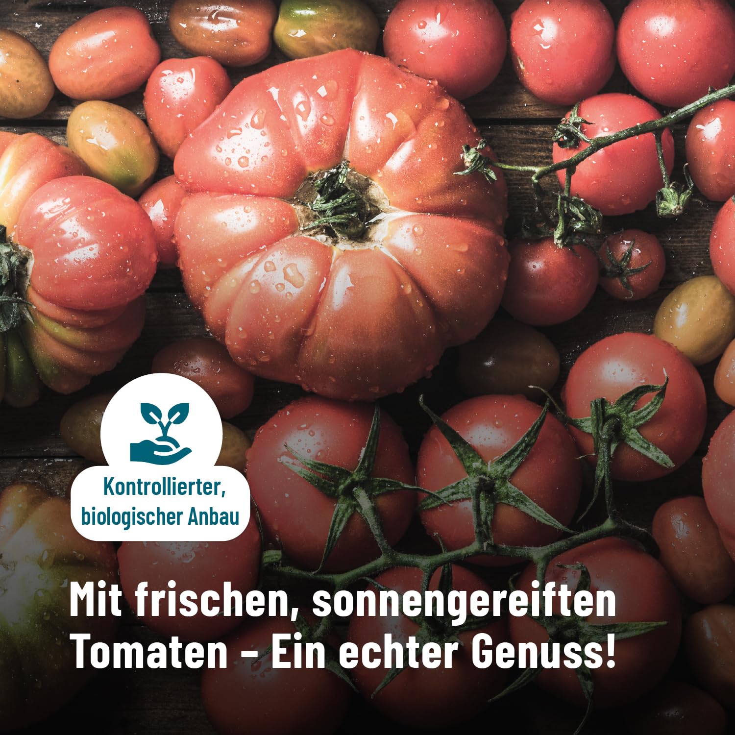 Fontaine - Wildlachs-Filets Bundle - 2 Sorten (je 3 Dosen) - 6er Pack - Premium Lachsfilets in Bio-Senf-Honig oder Tomaten-Basilikum-Creme, aus 100% nachhaltiger Fischerei