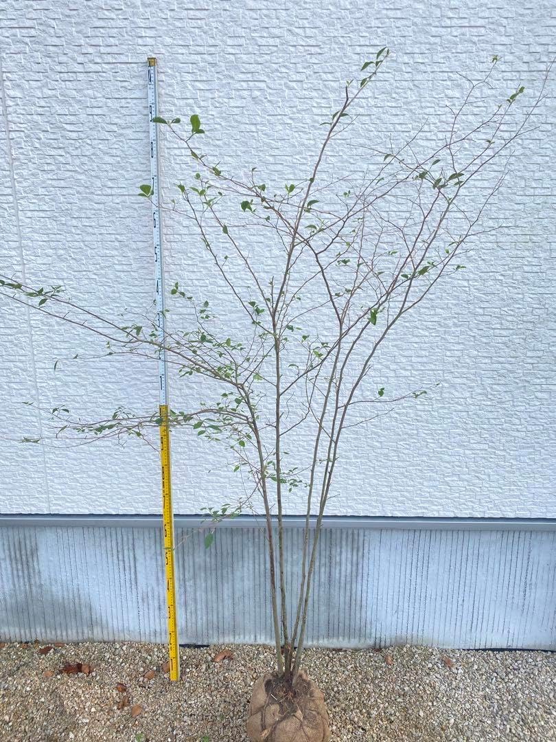 エゴノキ 5本立ち 樹高H1.6m エゴノキ エゴノキ 5本立ち 樹高H1.6m