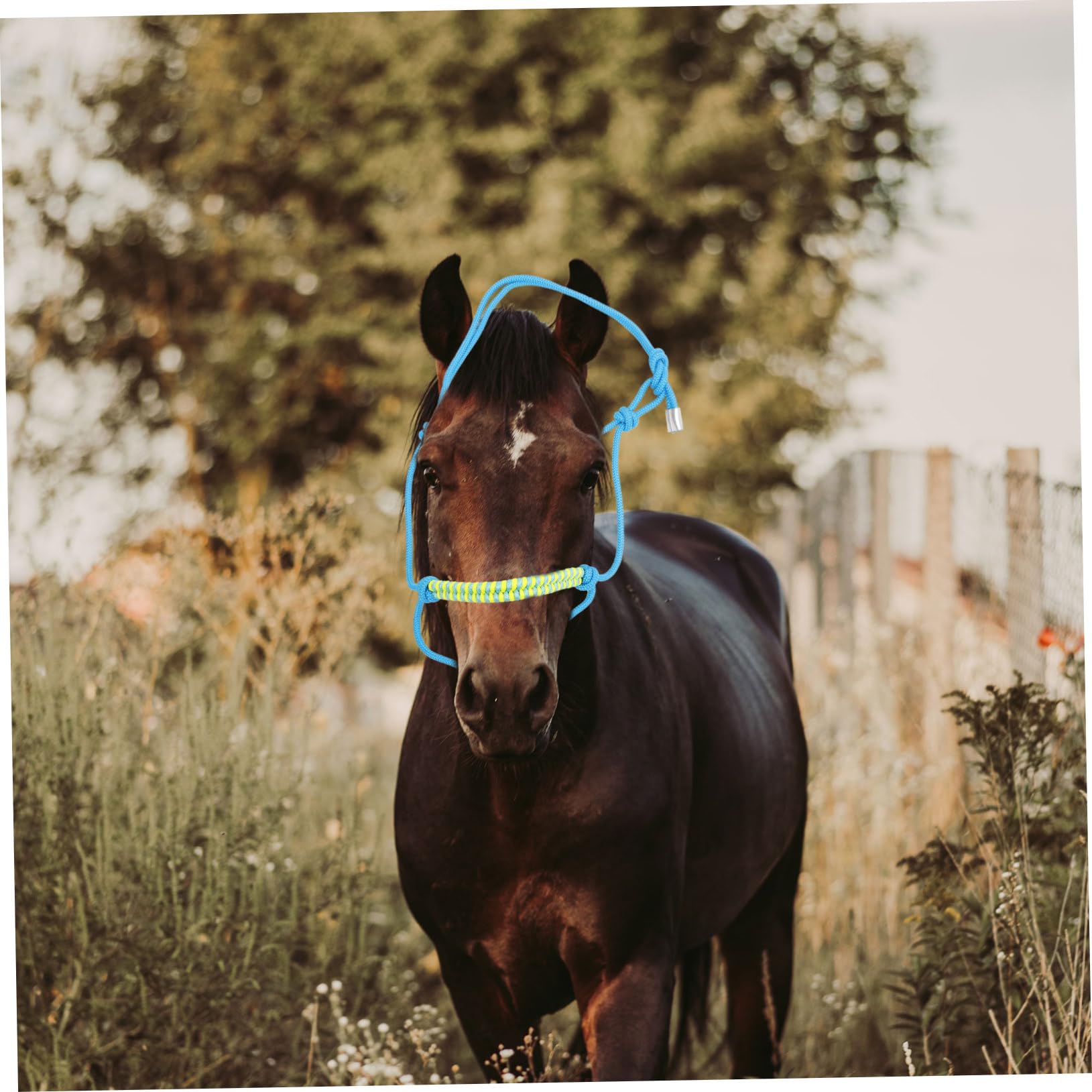Cavezza di Corda per Cavallo Regolabile, 1 Pezzo, Nylon Nero
