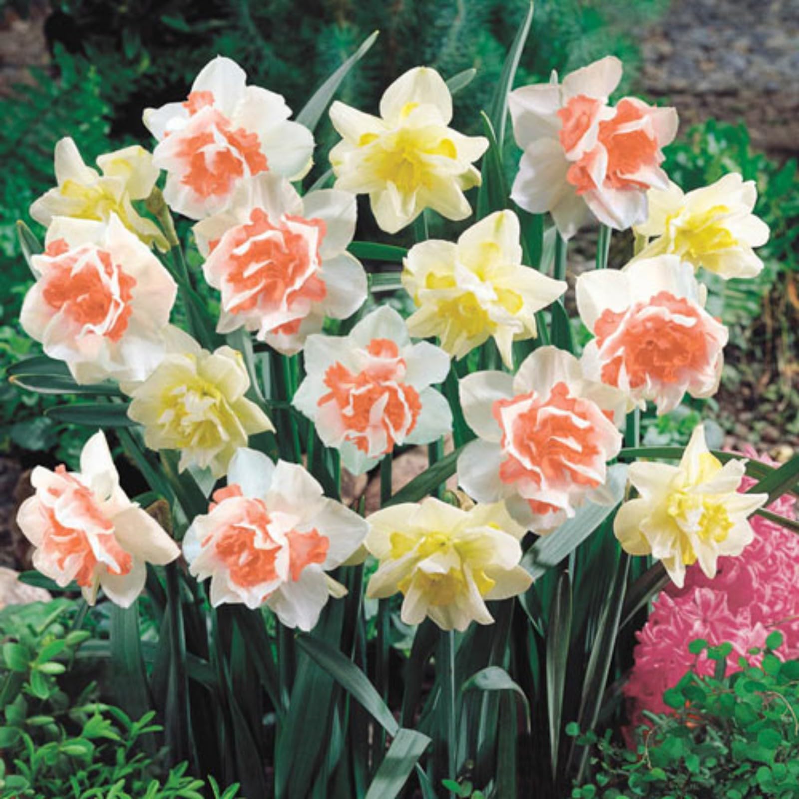 Narcissus Bulbs for Planting Now UK,Strong Plants That Grow Well,Flowering Rhizome,Greening Flower,Daffodil Bulbs,Excellent Display Indoor Perennial,Balcony Garden Bulbs.-10Bulbs-G