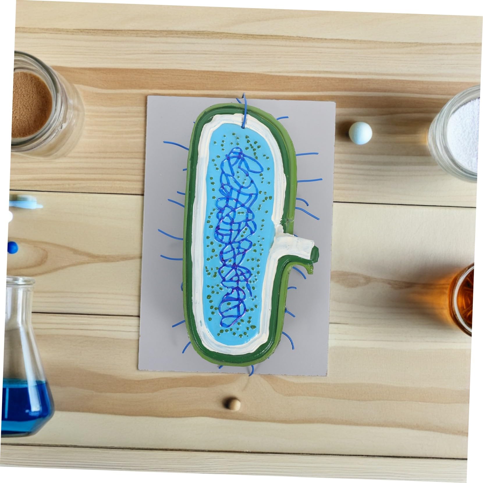 Zellkernmodell aus Kunststoff für Biologieunterricht, Bildungsmodell | Schüler, Medizinisches Lehrmodell, Detaillierte Darstellung des Zellkerns