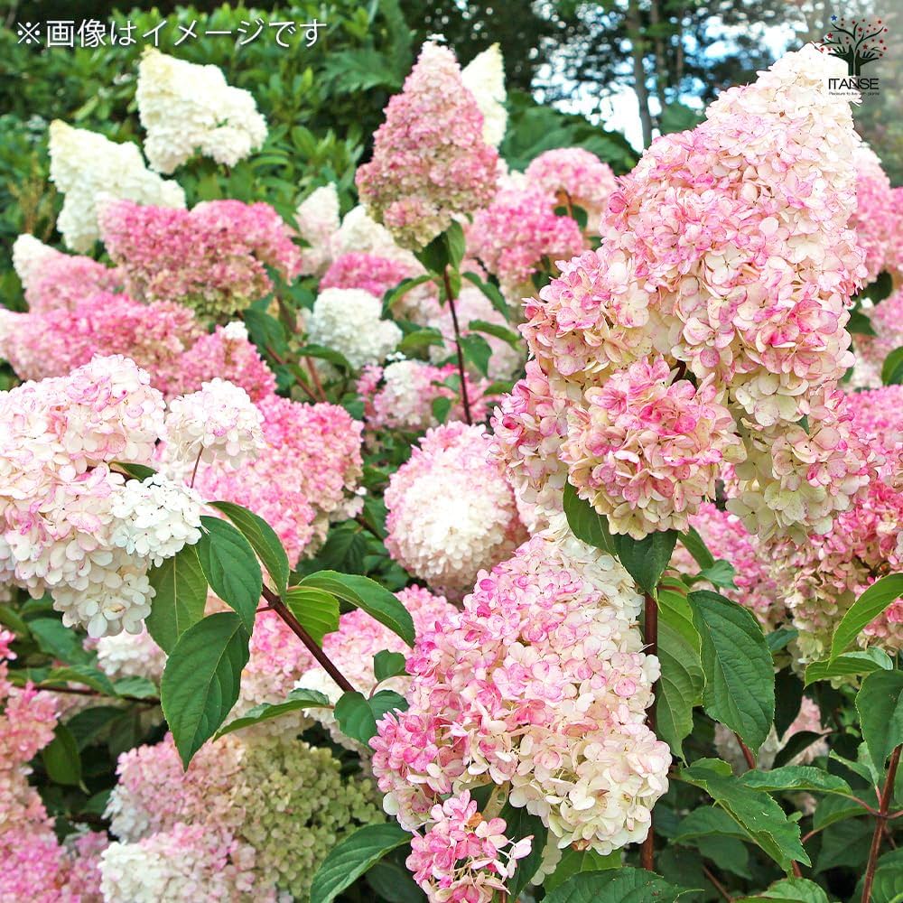 あじさいです 大地農園・ピラミッドアジサイ・ブルーパープル | プリザーブド