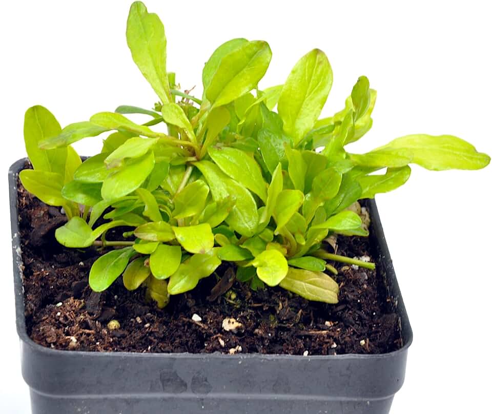 Ajuga, Raspberry Wren Bugleweed, Flowering Ground Cover Plant, Carefree Perennial Golden-Yellow Foliage with Raspberry Pink Flower Spikes, Container Size: 3.5" Square