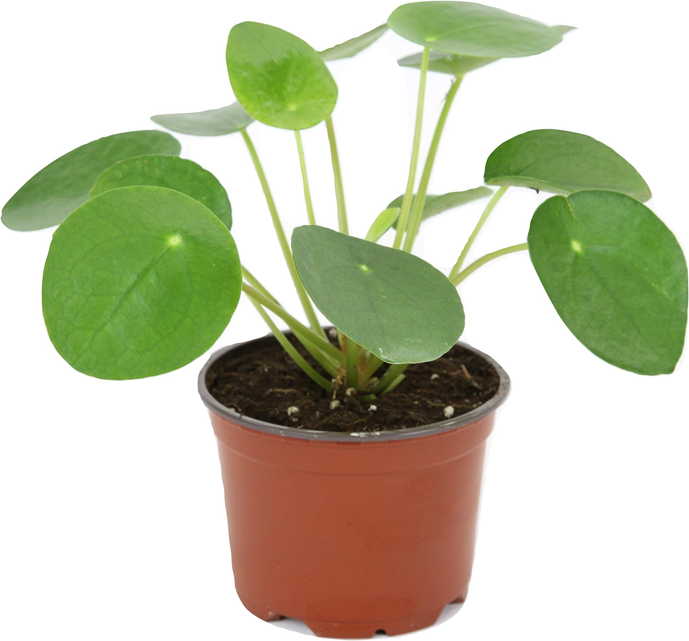 Pilea peperomioides (4" Pot) (Chinese Money Plant/Pancake Plant/UFO Plant)