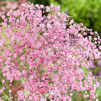 Votaniki Gypsophila Paniculata Rose Bare Roots Long Blooming Perennial Babys Breath Plant for Summer & Fall Blooms | Easy-to-Grow 1 Pack
