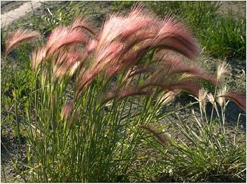 PREMIER SEEDS DIRECT - Ornamental Grass - HORDEUM JUBATUM - Squirrel Grass - 0.6 GM  Approx 360 Seeds
