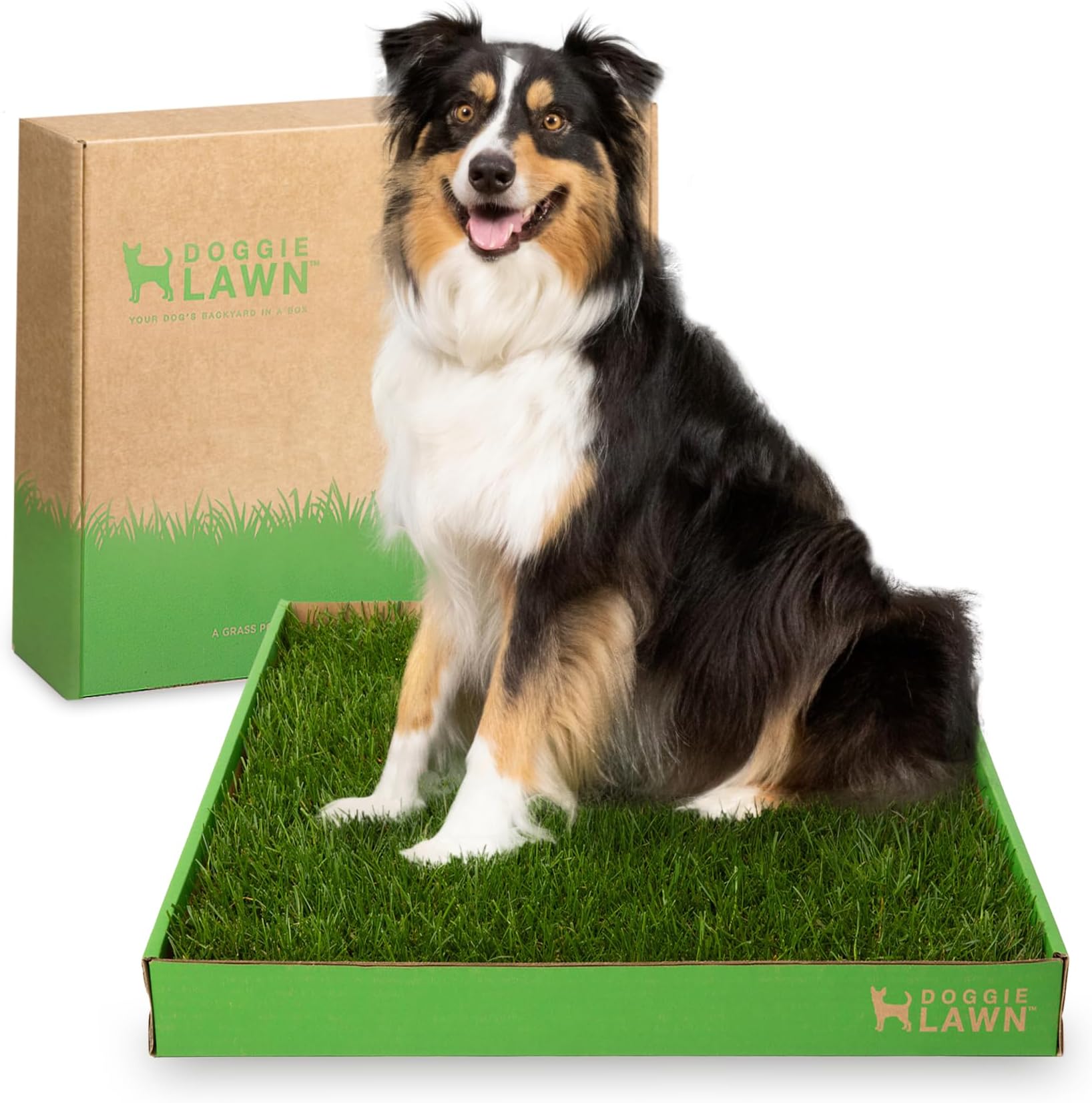 DoggieLawn Real Grass Puppy Pee Pads- 24 x 20 Inches - Perfect Indoor Litter Box for Dogs - No Mess, Easy-to-Use - Potty Training for Pets - Eco-Friendly Disposable Bathroom with Real Living Grass