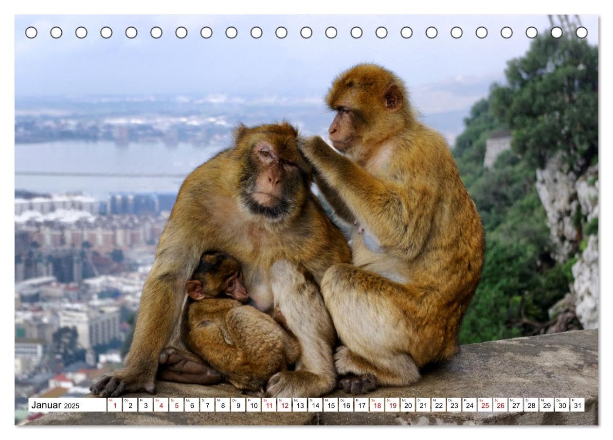 Gibraltar - Großbritannien am Mittelmeer (Tischkalender 2025 DIN A5 quer), CALVENDO Monatskalender: Streifzug durch Europas letzte Kolonie (CALVENDO Orte)