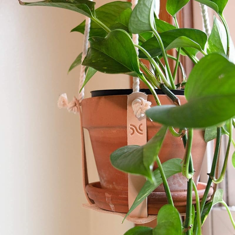 Leather and Rope Plant Hanger for Indoor Gardening. Hanging