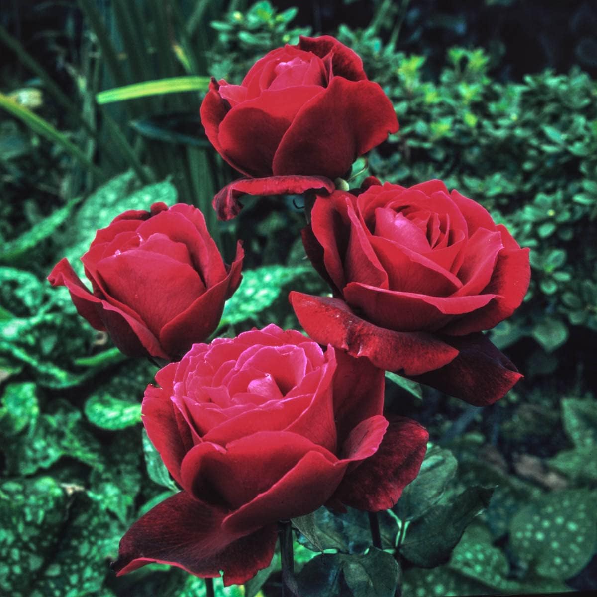 BRECK'S - Mister Lincoln Dormant Bare Root Hybrid Tea Rose, Includes one Plant per Order