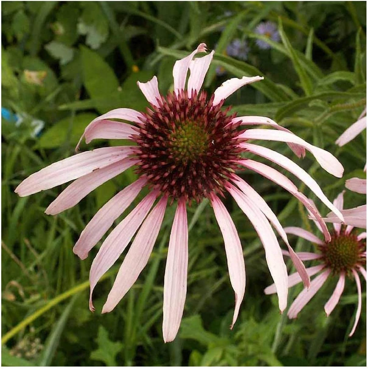 Everwilde Farms - 1 Lb Pale Purple Coneflower Native Wildflower Seeds - Gold Vault