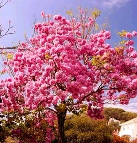 Miniatura 6 de 60 Semillas de Tabebuia Rosea Rosa Árbol de trompeta Handroanthus chrysotrichus Semilla de árbol con flores raras.