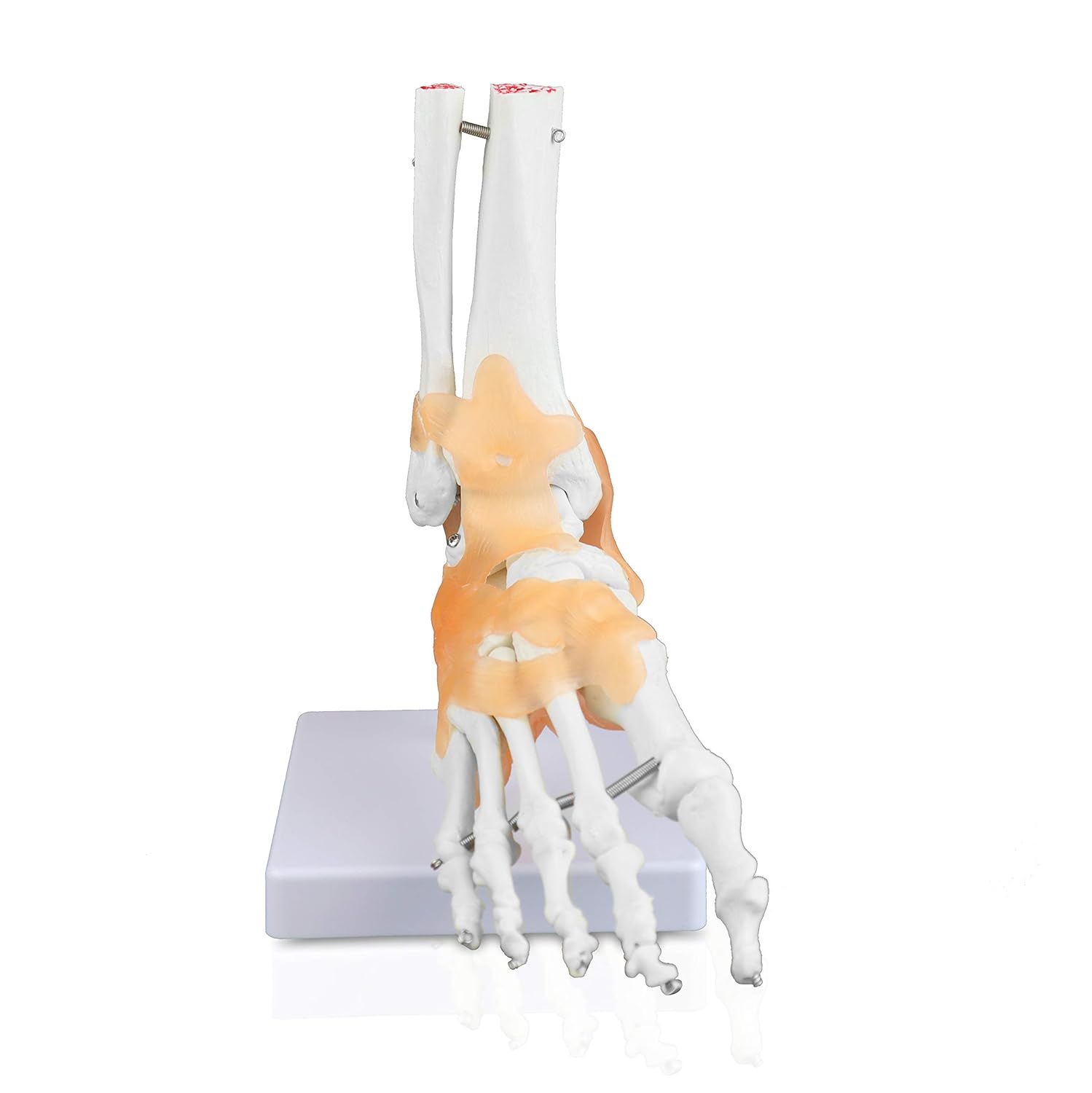 VAJ240 Right Foot and Ankle with Ligaments | Human Hand Skeleton Model