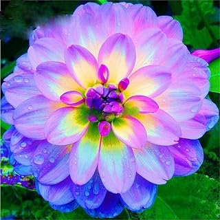 100Pcs Rare Blue and White Point Dahlia Seeds Beautiful Perennial Flowers Plants Seeds