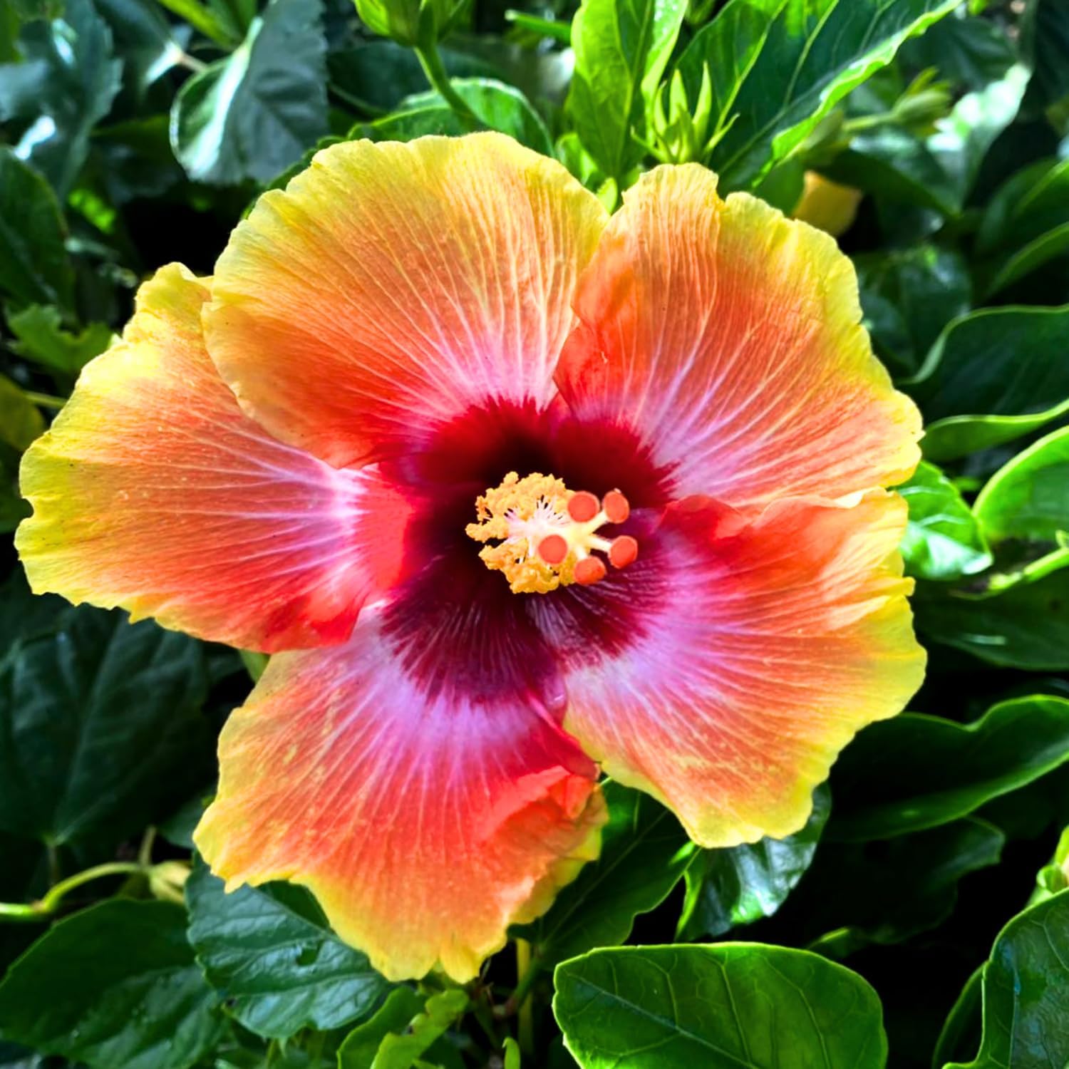 2 Sunset Hibiscus Live Plants, Clump 8-12” Tall, Hardy Hibiscus Plants Live, Hibiscus Trees Flowering Shrub