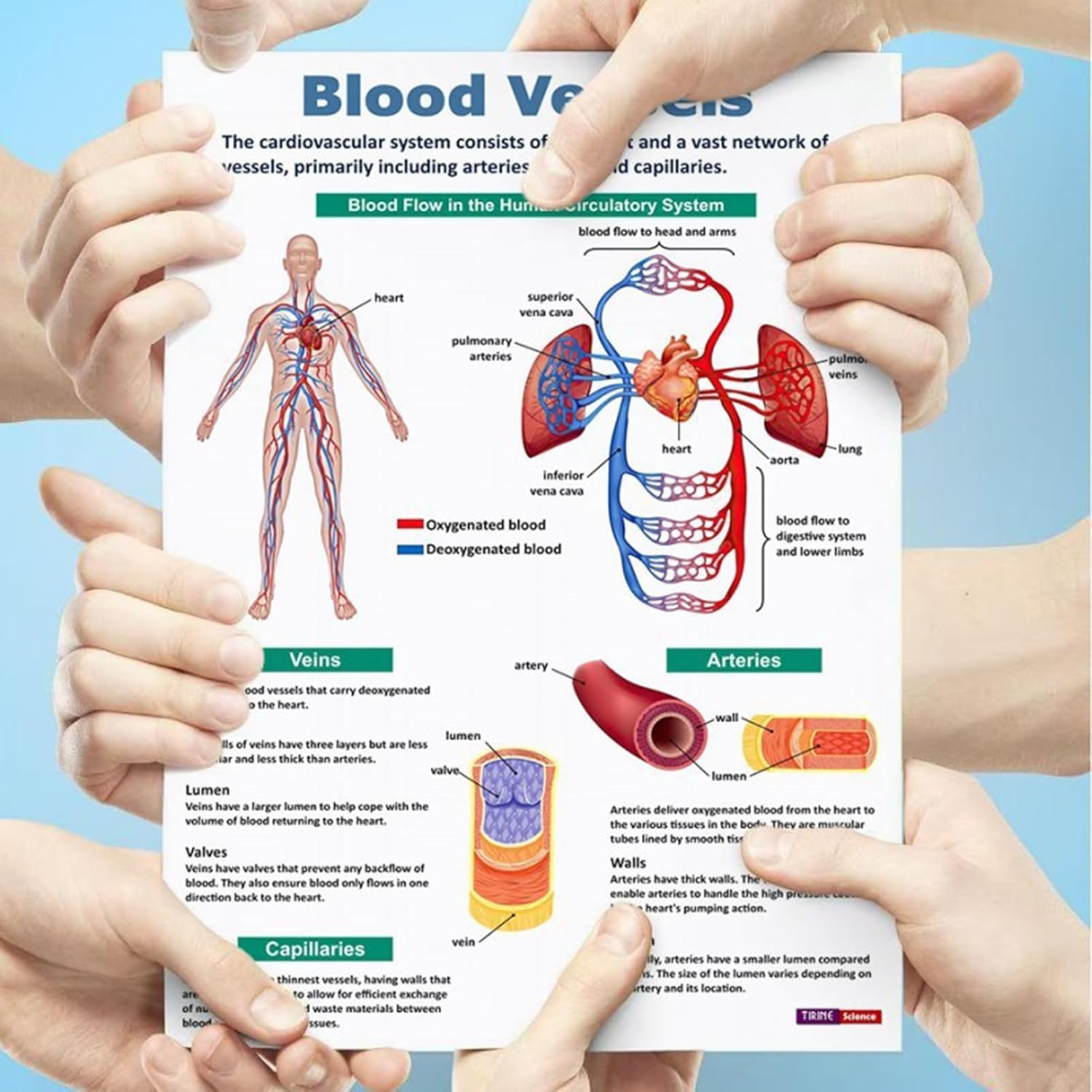 Skeletal System Poster,16 Pieces Skeletal Posters | Educational Comprehensive Detailed Anatomical Chart Classroom School Home