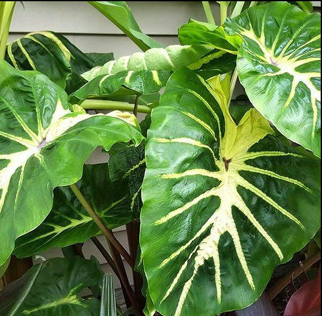L.ive Elẹphant Eạr ‘White Lạvạ' P.Lant - Colocasia Esculenta P.Lant for G.Rowing Indoor