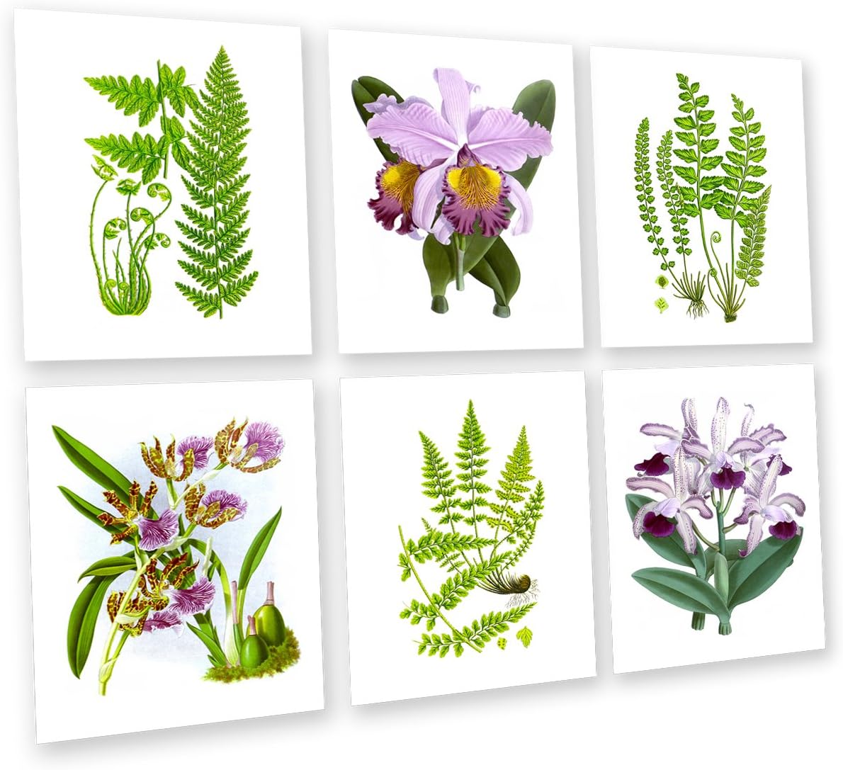Gnosis Picture Archive Botanical Prints Unframed Set of 6 Orchid and Ferns Art Prints