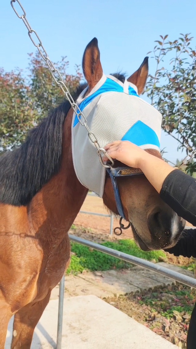 Fornyk Horse Fly Mask Without Ears, Writable Name Tag, UV Protection, Soft Padding, Adjustable Hook-and-Loop Strap, Ideal for Daily Turnout and Multi-Horse Barns (Blue, Large) - image 8
