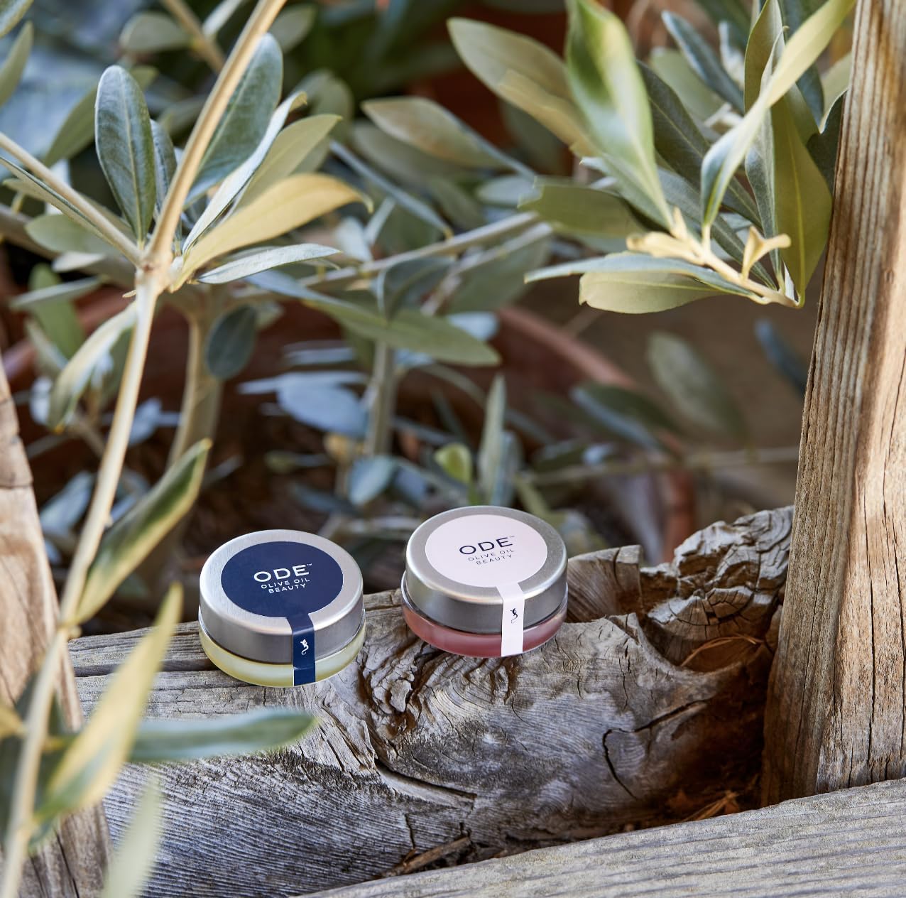 Lip Balm: Kiss of Blush (3-pack) by ODE Olive Oil Beauty, Organic EVOO, California Made, Luxurious Lip balm