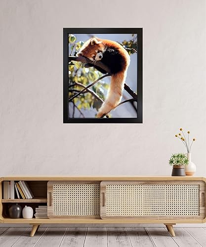 Miniatura 6 de Póster impreso con diseño de panda rojo sentado en un árbol y vida silvestre (16 x 20 pulgadas)