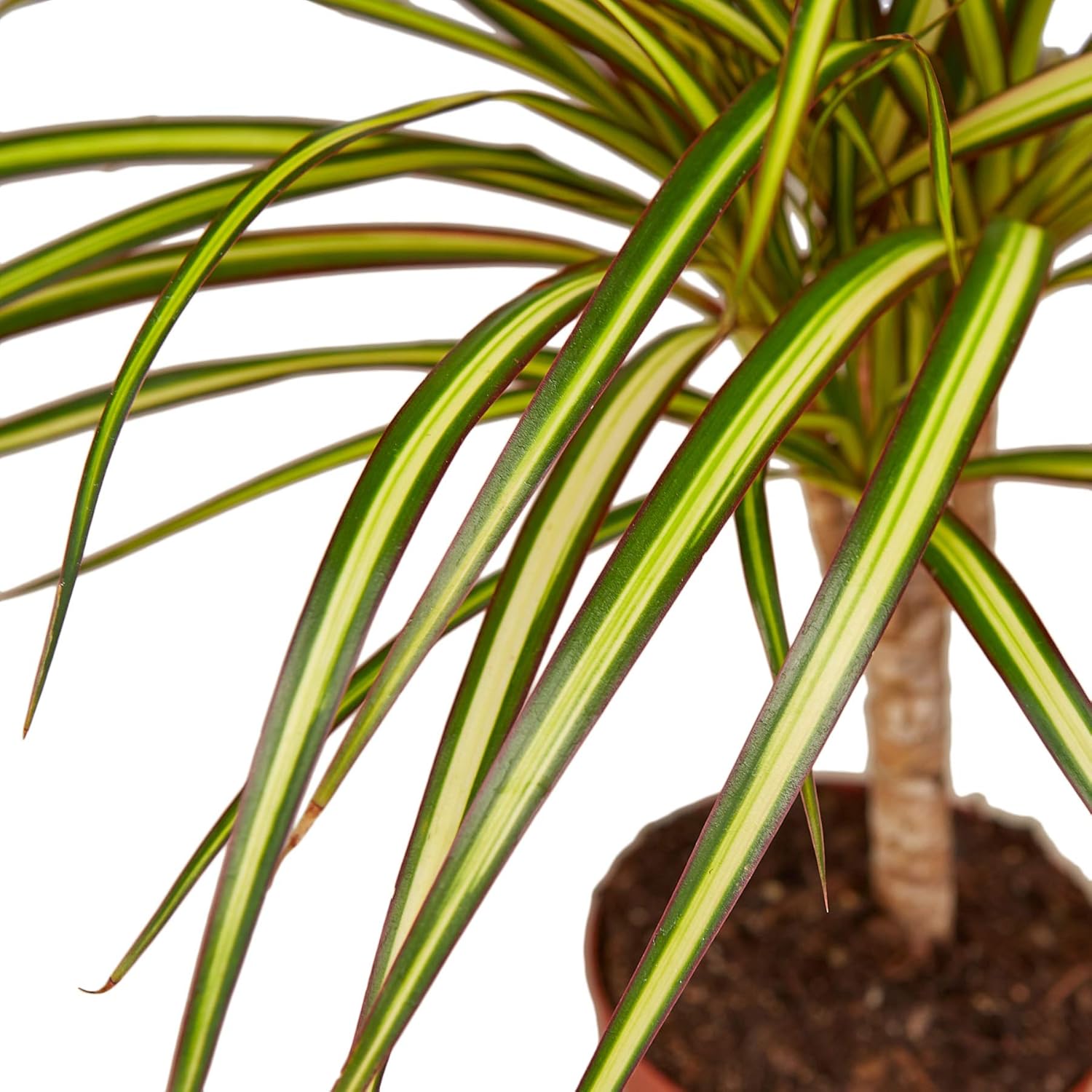 House Plant Shop | Dracaena 'Marginata Sunray' - 4" Pot | Live Indoor Plant | Easy to Care | Natural Décor Plant | Great Gifts| Free Care Guide