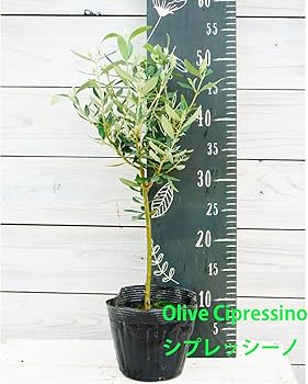 Amazon | オリーブ シプレッシーノ 2年生苗 5寸 1株 寒さに強い Amazon | オリーブ シプレッシーノ 2年生苗 5寸 1株 寒さに強い
